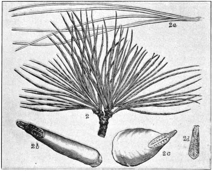 Fig. 6.—Pine-leaf scale (Chionaspis pinifoliae) on leaves of white pine (Pinus Strobus), natural size, leaves stunted; 2a, leaves of white pine not stunted by scale-insects; 2b, scale of female usual form, enlarged; 2c, scale of female, wide form, enlarged; 2d, scale of male enlarged. (After Comstock.)