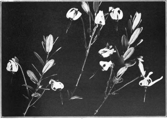 Fig. 53. — American Cranberry (Vaccinium macrocarpon). Photographed by Lovell.