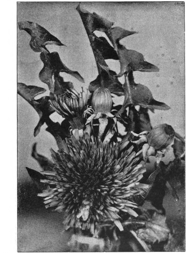Fig. 54. — Dandelion (Taxaricum officinale). The blossom here shown is larger than the average. The usual size is about two inches across. Photographed by E. R. Root.