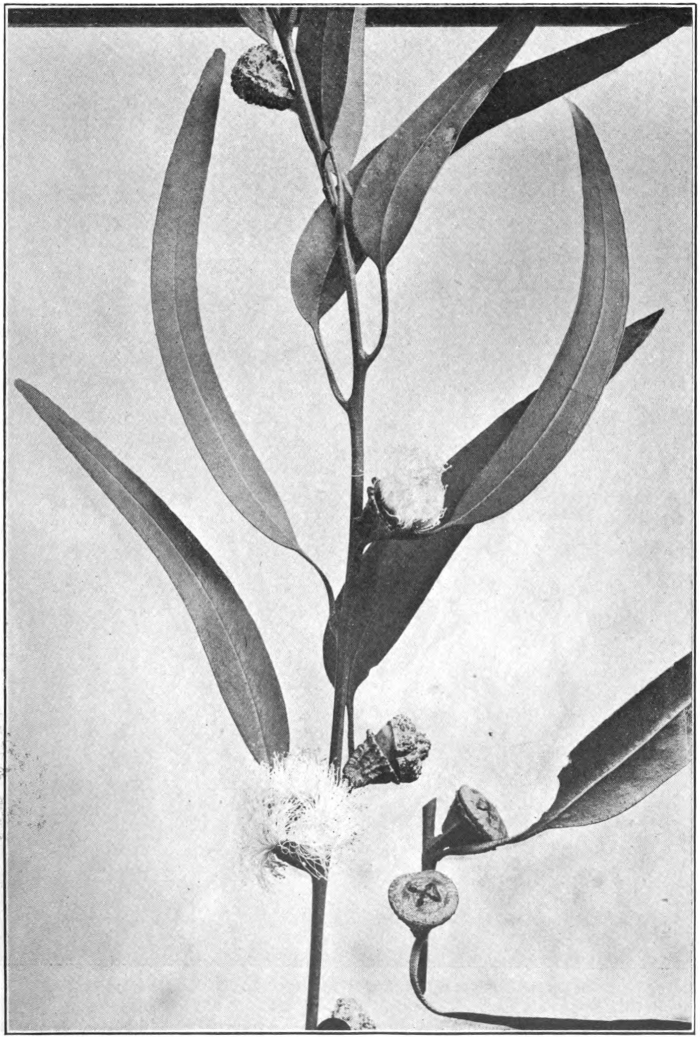 Fig. 55. — Blue Gum (Eucalyptus globulus). Photographed by Richter.