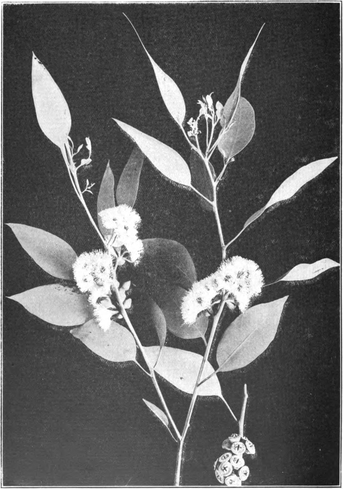 Fig. 56. — Forest Gray Gum (Eucalyptus tereticornis). Photographed by Richter.