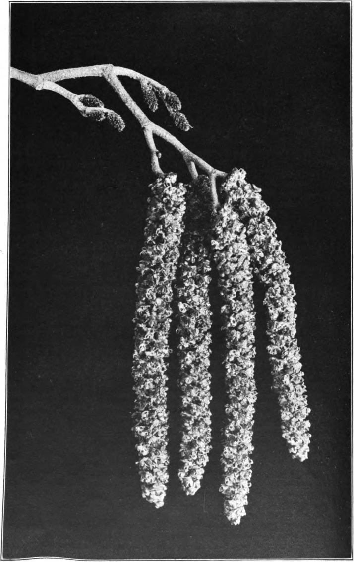 Common Alder (Alnus incana). Photographed by Lovell.