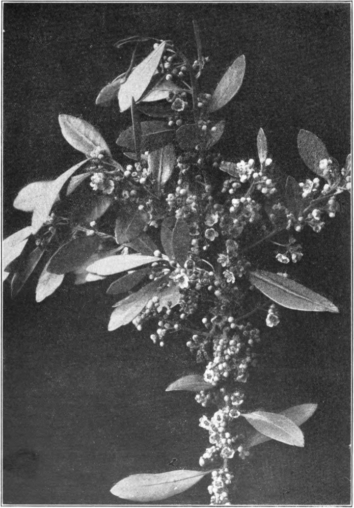 Fig. 57. — Gallberry (Ilex glabra). Photographed by J. J. Wilder.