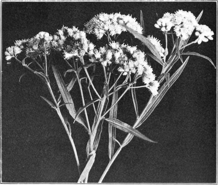 Pig. 58. — Flat-topped Goldenrod (Solidago graminifolia). Photographed by Lovell.