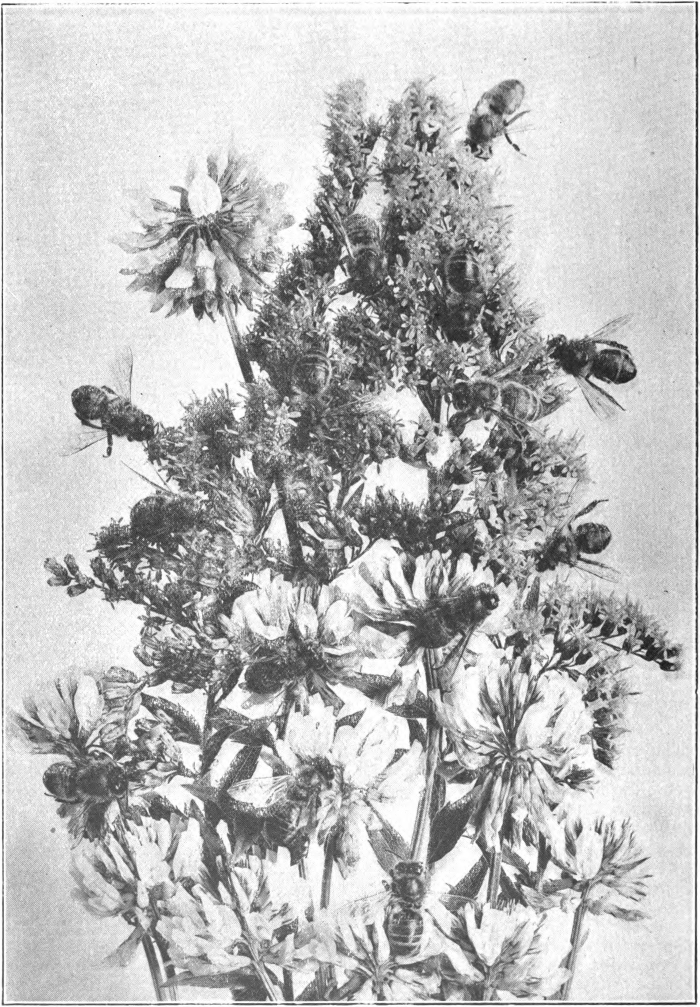 Fig. 59. — Worker bees on the Tall Hairy Goldenrod (Solidago rugosa) and White Clover (Trifolium repens). The single flower-cluster in the upper left-hand comer is Alsike Clover (Trifolium hybridum). Photographed by Lovell.