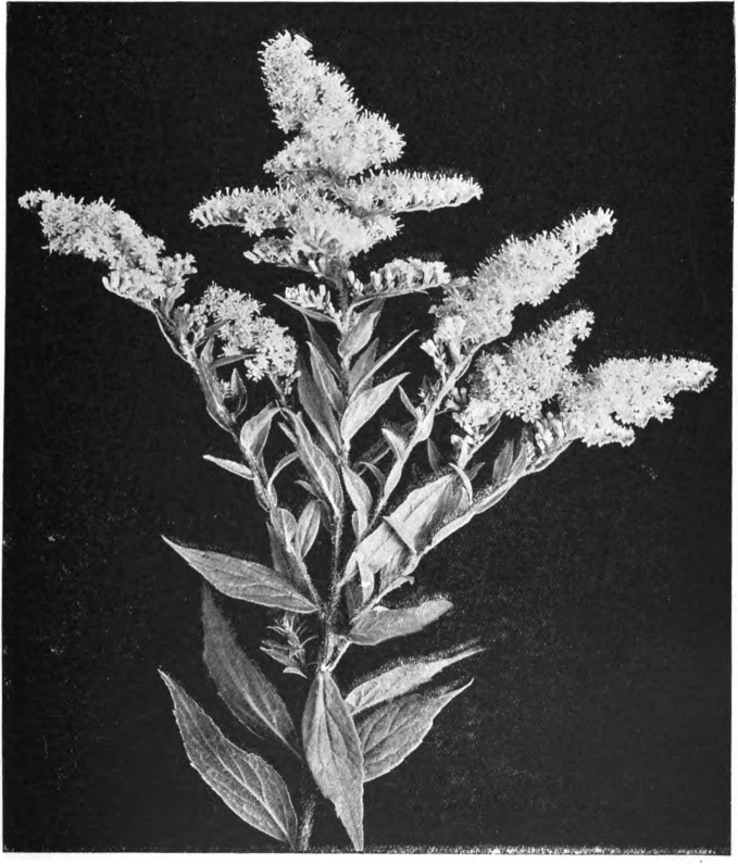 Fig. 60. — Tall Hairy Goldenrod (Solidago rugosa). Photographed by Lovell.