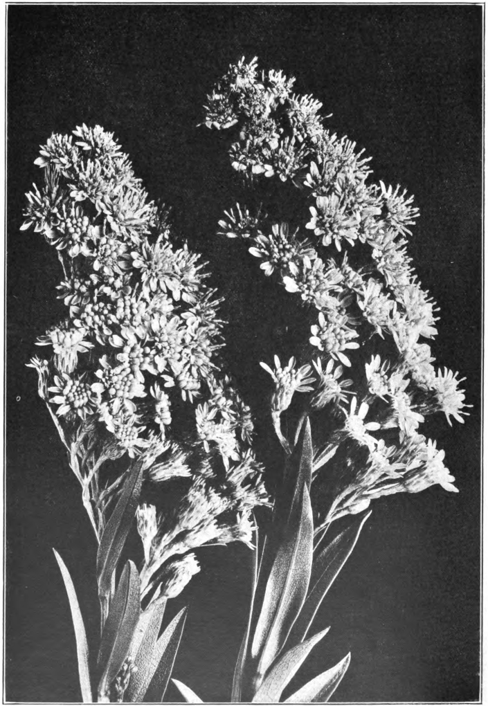 Fig. 61. — Salt-Marsh Goldenrod (Solidago sempervirens). An excellent honey plant. Abundant in salt marshes. Photographed by Lovell.