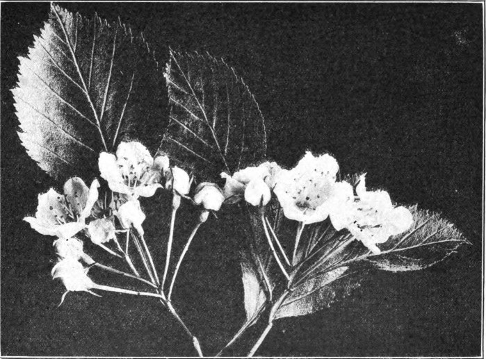 Fig. 62. — Thornbush or Hawthorn (Crataegus coccinea). Photographed by Lovell.