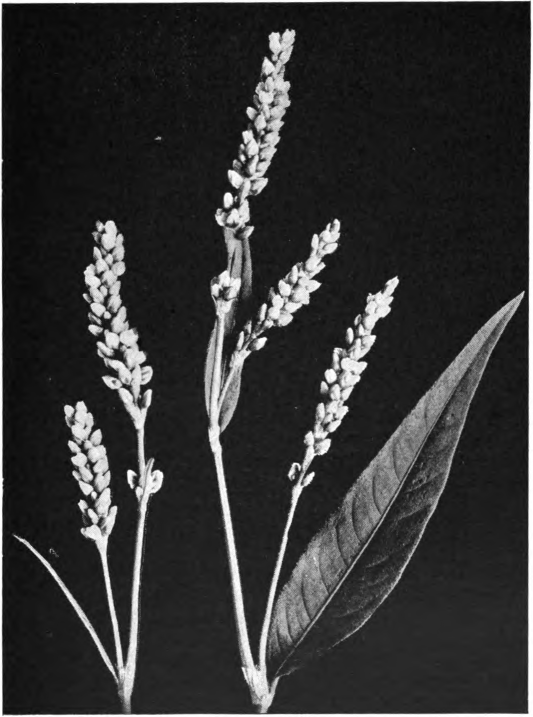 Fig. 63. — Heartsease or Smartweed (Polygonum Persicaria.)