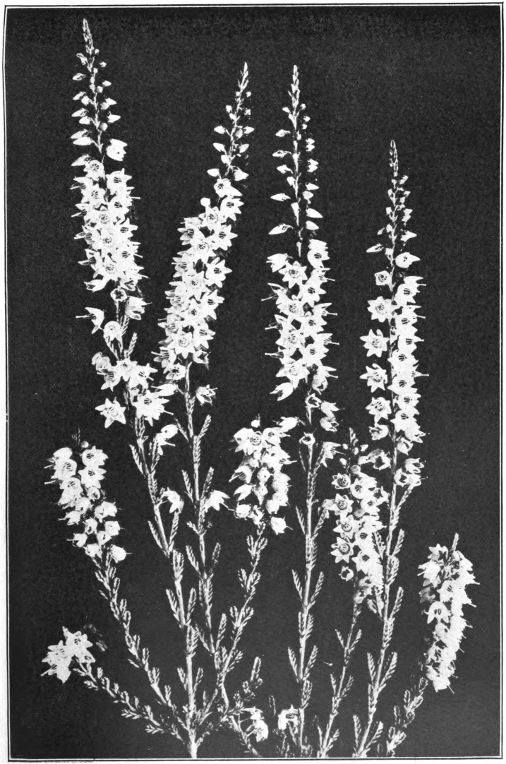 Fig. 64. - Heather (Calluna vulgaris). Photographed by Lovell.