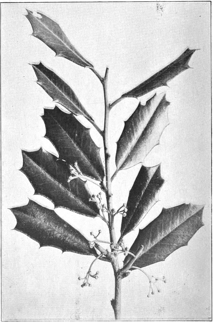 Fig. 65. — American Holly (Ilex opaca). Staminate flowers in bud. Photographed by Lovell.