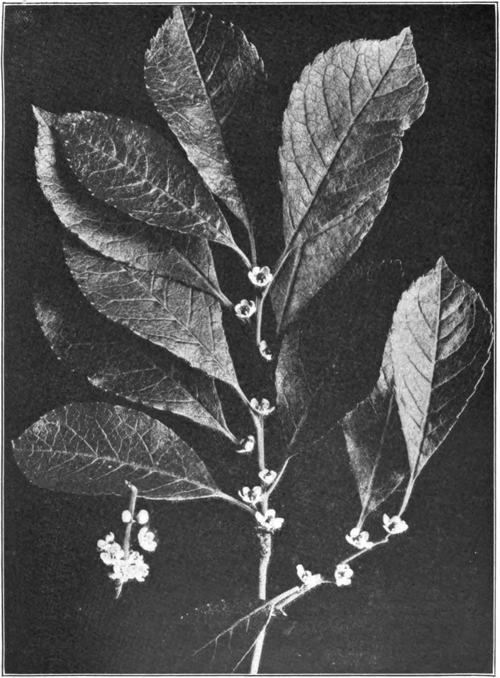 Fig. 66. — Black Alder (Ilex verticillata). Solitary pistillate flowers in the axils of the leaves. A cluster of staminate flowers on the left. Photographed by Lovell.