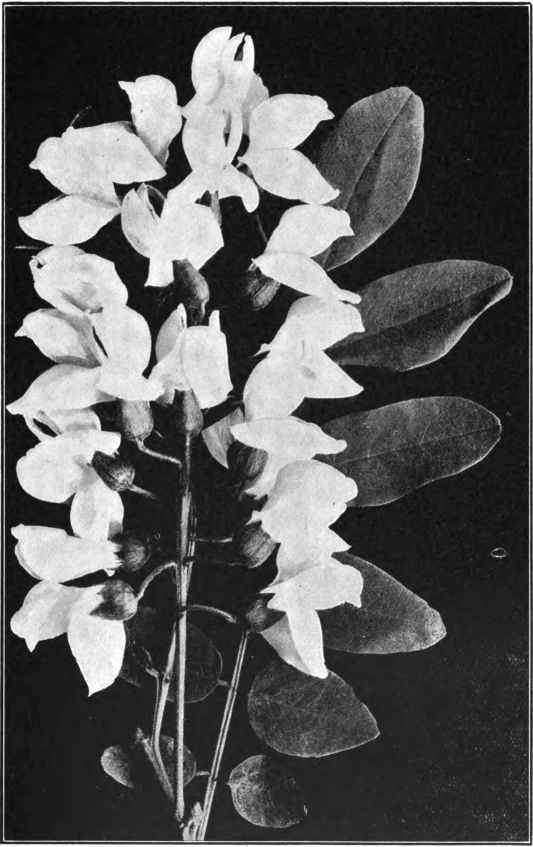 Fig. 67. — Common Locust (Robinia Pseudo-Acacia). Photographed by Lovell.