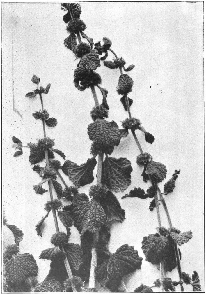 Fig. 68. — Horehound (Marrubium vulgare). Photographed by E. R. Root.