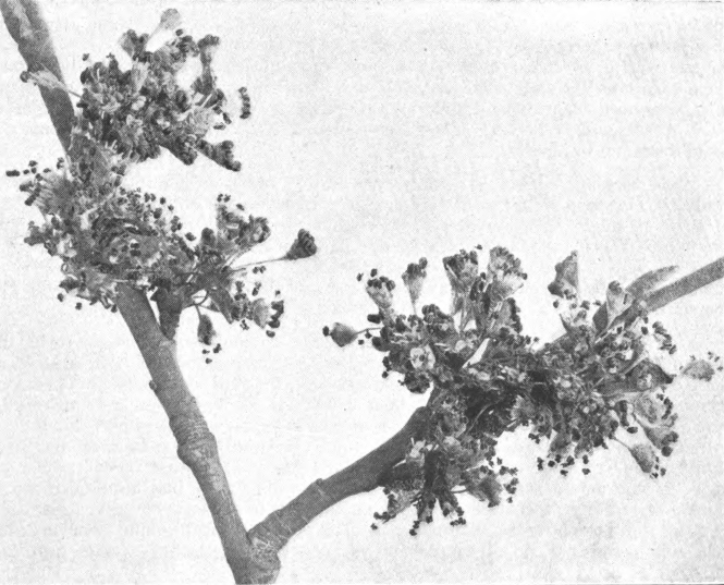 American Elm (Ulmus americana), Photographed by Lovell.