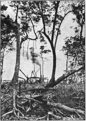 Fig. 72. — Black mangrove on the left; red mangrove on the right.