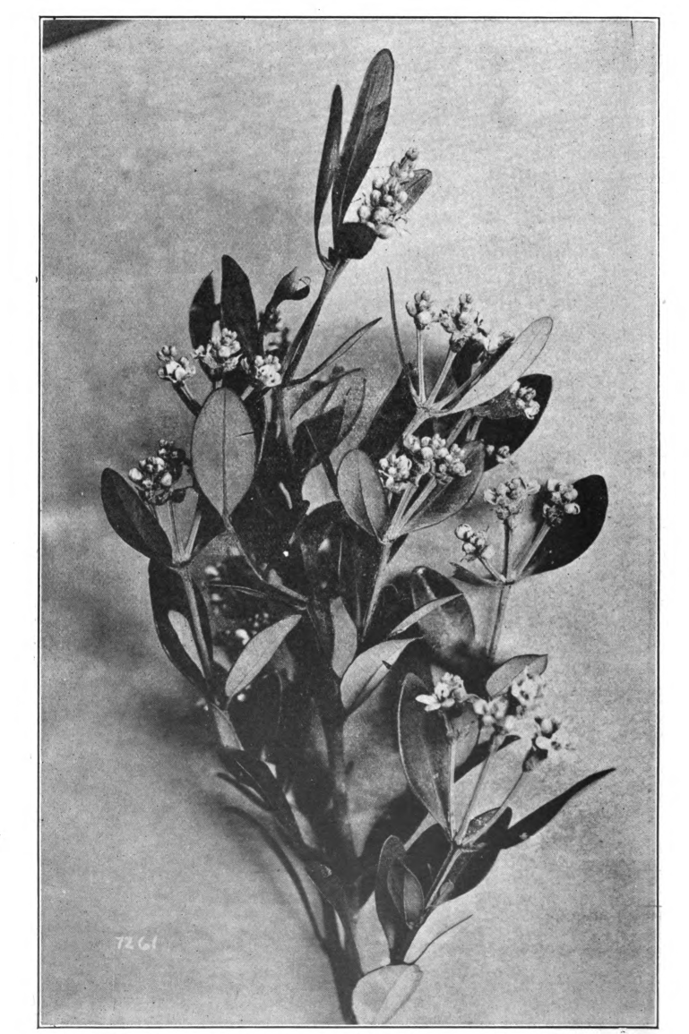 Fig. 73. — Black Mangrove (Avicennia nitida). Photographed by J. J. Wilder.