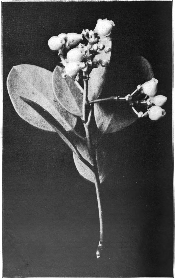Fig. 74. — Manzanita (Arctostaphylos manzanita). Photographed by Richter.