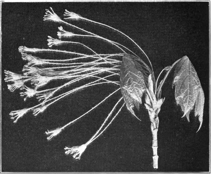 Fig. 75. — Rock or Sugar Maple (Acer saccharum). Photographed by Lovell.