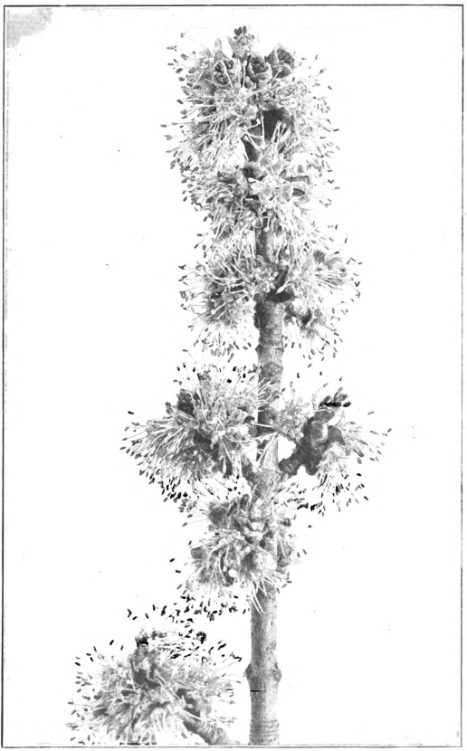 Fig. 76. — Red Maple (Acer rubrum). Staminate flowers. Photographed by Lovell.