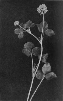 Alsike-clover. Flowers white or pink-white. Notice the upright branched stem