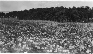 A field of alsike clover