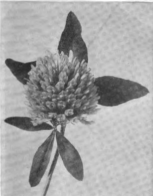 Medium red clover