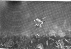 Honeybee on white-clover