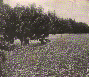 Field of buckwheat in full bloom