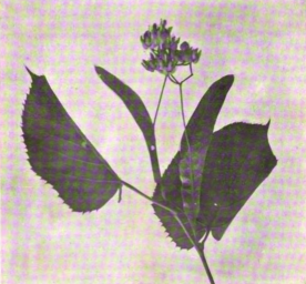 Blossom and leaf of basswood