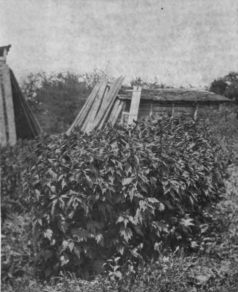 Clump of motherwort