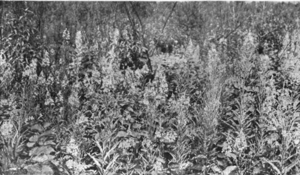 Fireweed, as it grows on burnt-over land