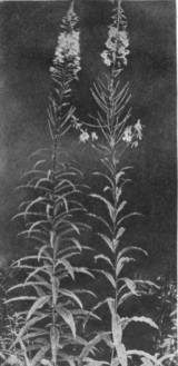 Fireweed or Willow-herb. Flowers red to purple
