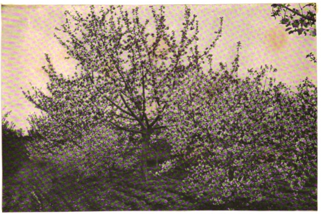 Fruit blossoms furnish large quantities of honey for early brood rearing