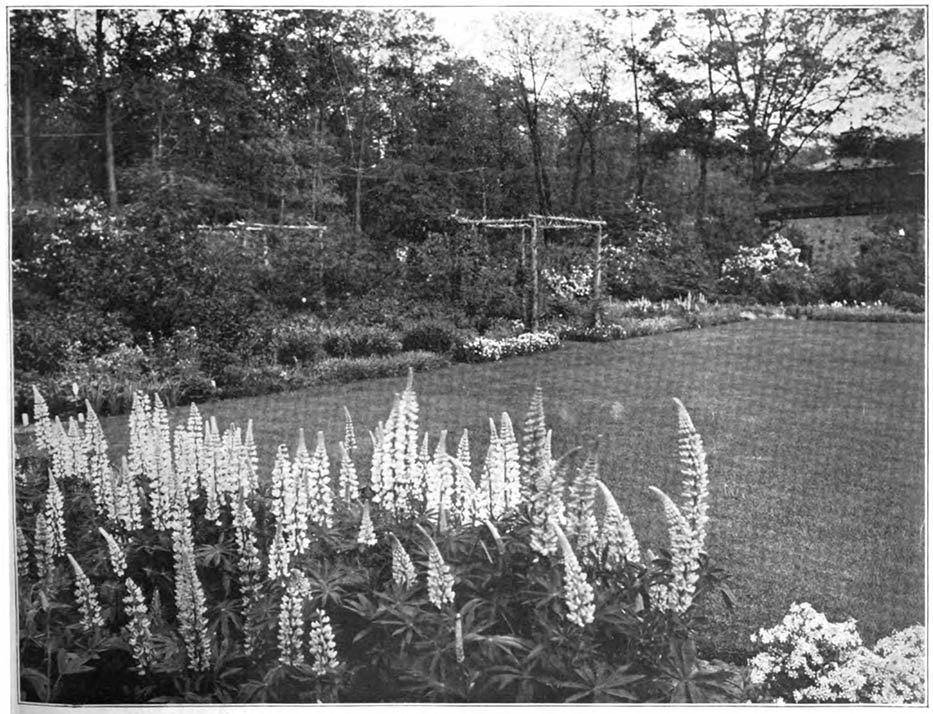 The flowers In the foreground are Lupines, perennials hardy at least in Southern Wisconsin