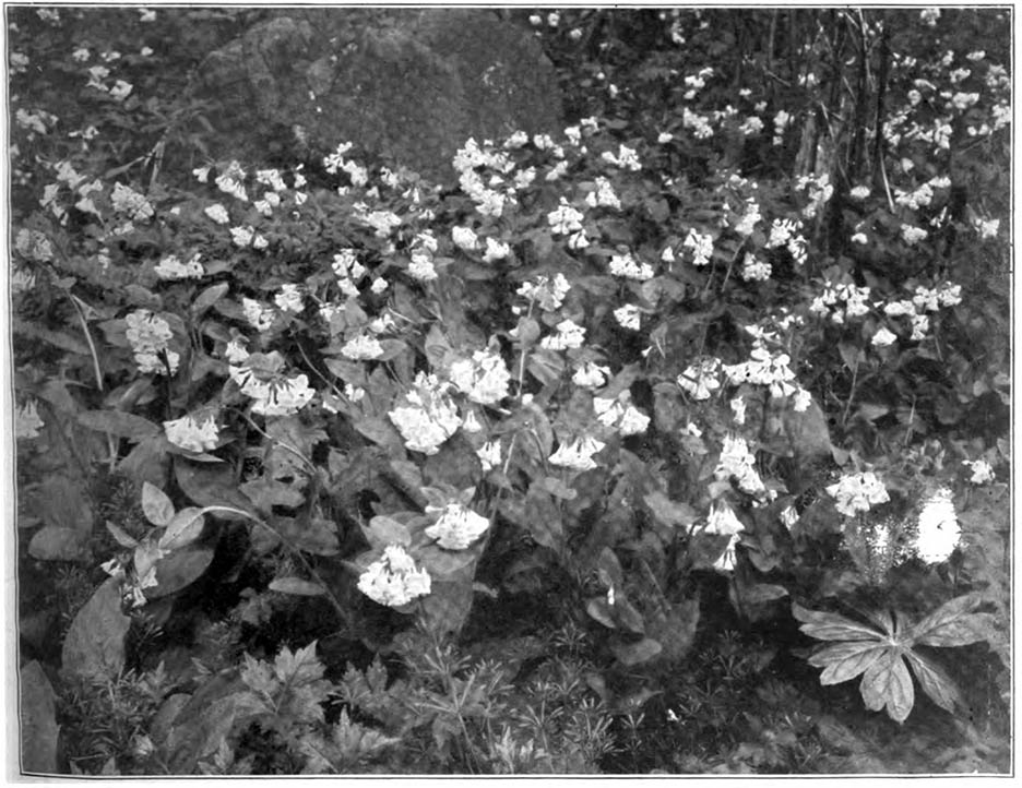 Mertensia virginica: It’s common name is Lungwort. In spits of this it is a charming spring flower. Look for Mertensia late in April on the margins of shady woods.