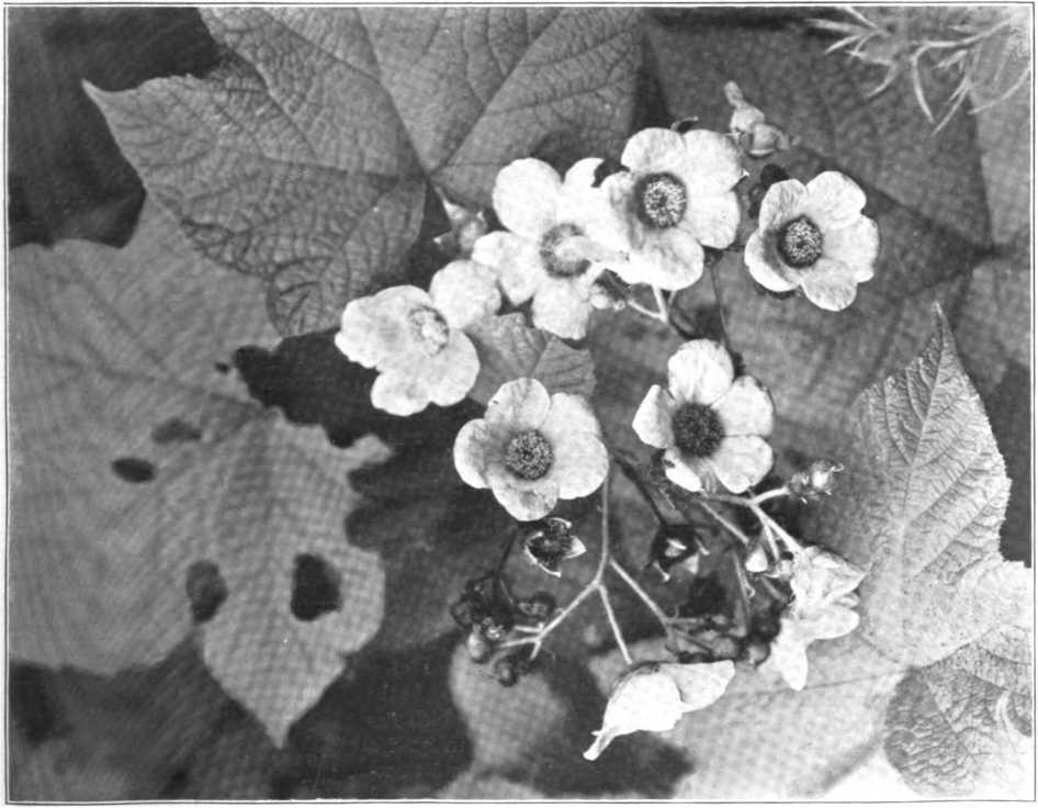 Rubus Odoratus, or Thimble Berry, of Northern Wisconsin, 'rhe luxuriant foliage and showy blossoms of the Thimble Berry are attractive and real, but the fruit is deceptive, a thin layer of pulp barely conc°aling an enormous receptacle.