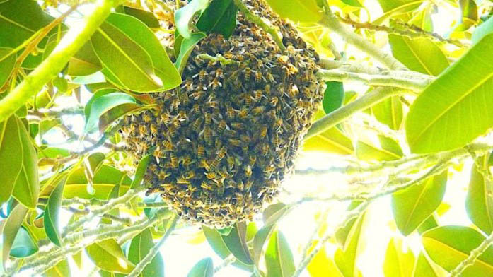 Foreign honey bees invade area changing life