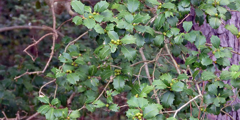 Hummock holly – description, flowering period. Plant with immature green fruits