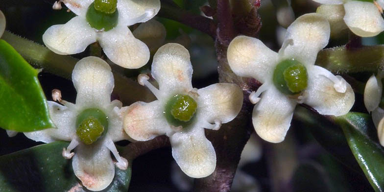 Scrub holly – description, flowering period and general distribution in Texas. Сloseup flowers