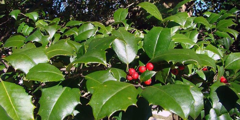 Scrub holly – description, flowering period and general distribution in Maryland. Green leaves and red fruits