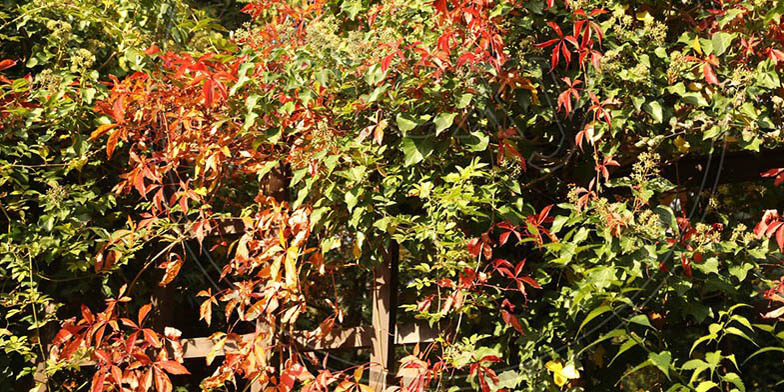 Ilex opaca – description, flowering period and general distribution in Illinois. Tree in autumn