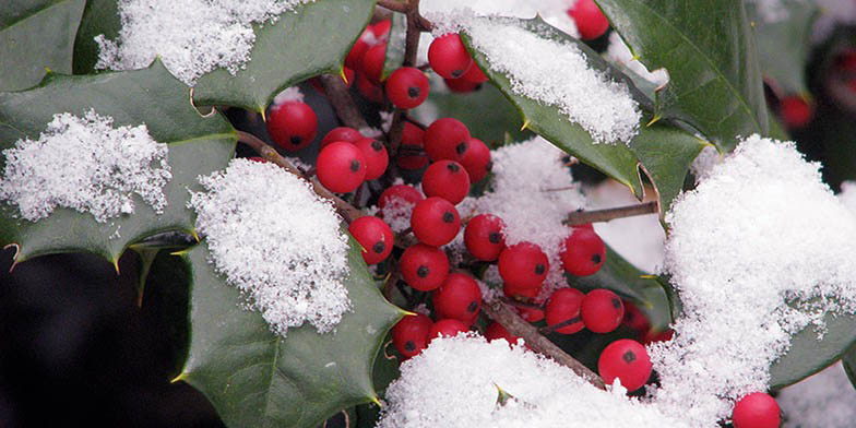 Hummock holly – description, flowering period and general distribution in Missouri. Branch with green leaves and red fruits sprinkled with snow