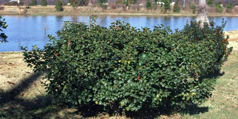 Hummock holly – description, flowering period and general distribution in Texas. Tree in late summer