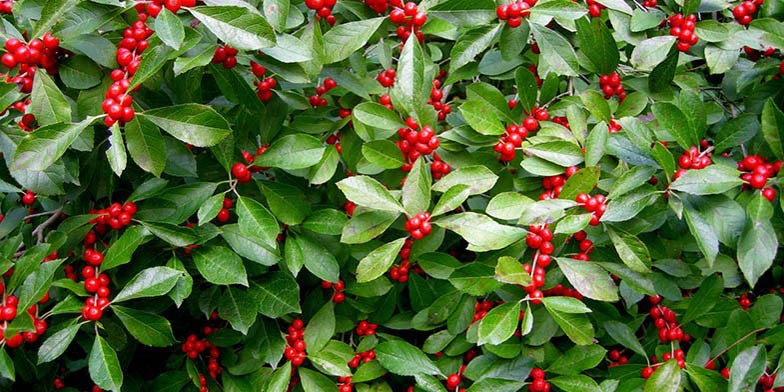 Hummock holly – description, flowering period and general distribution in New York. Beautiful branches with fruits
