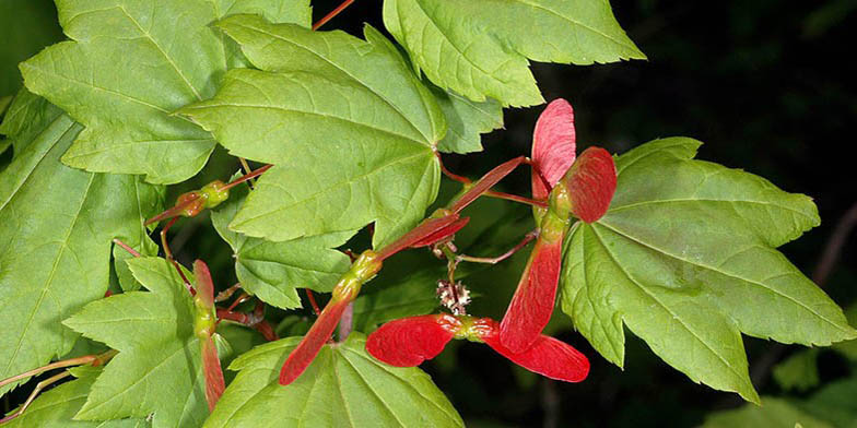 Acer circinatum – description, flowering period. seeds are preparing for flight