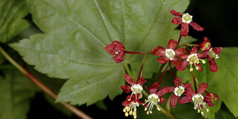 Acer circinatum – description, flowering period and general distribution in Washington. the beginning of flowering
