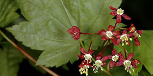 Acer circinatum – description, flowering period and time in California, the beginning of flowering.