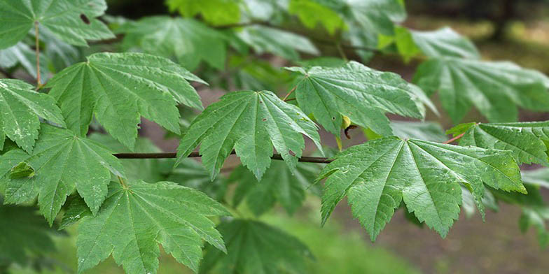 Acer circinatum – description, flowering period and general distribution in Oregon. green large leaves on a branch