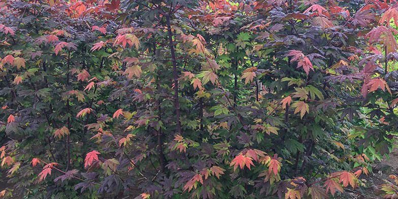 Acer circinatum – description, flowering period and general distribution in Oregon. red foliage, autumn